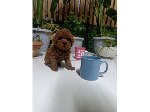 Tea cup boyutlarda kore poodle bebeklerimiz