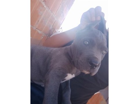 Cane corso blue 2 aylık renkli göz erkek