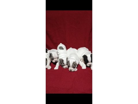 Fransız bulldog yavrular izmir