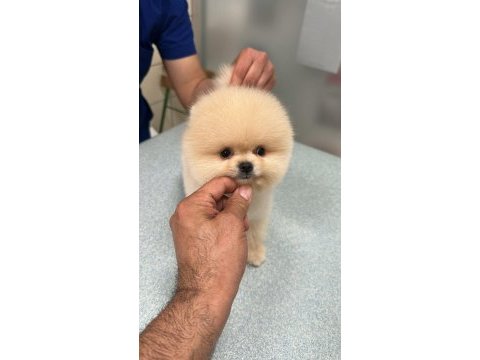 Pomeranian boo bebek köpekler