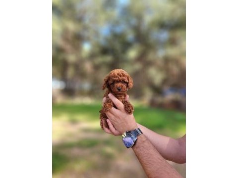 Kore dişi toy poodle yavrumuz