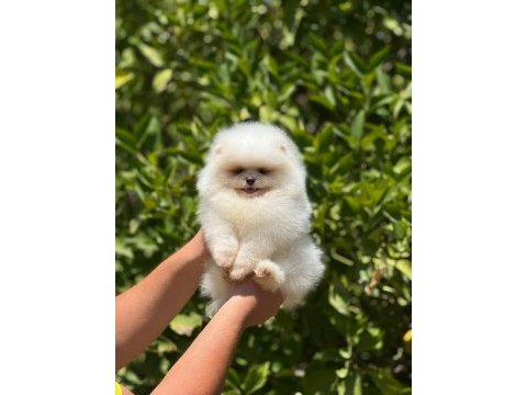 Bebek surat pomeranian