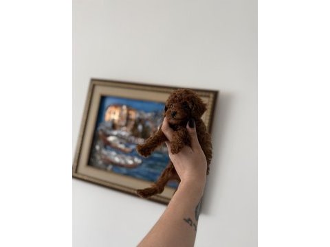 Teacup kore poodle redbrown yavrum
