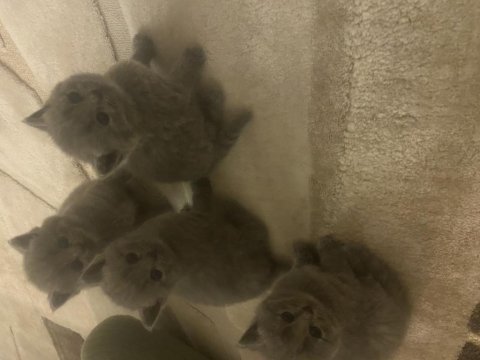 2 aylık british shorthair tuvalet eğitimi var