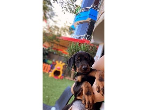 Doberman kızım