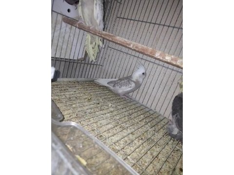 Yavru sultan papağanı 2 aylık