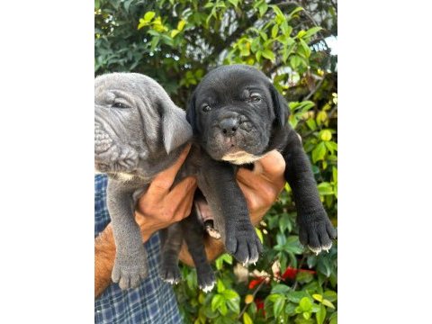 Safkan cane corso yavrular
