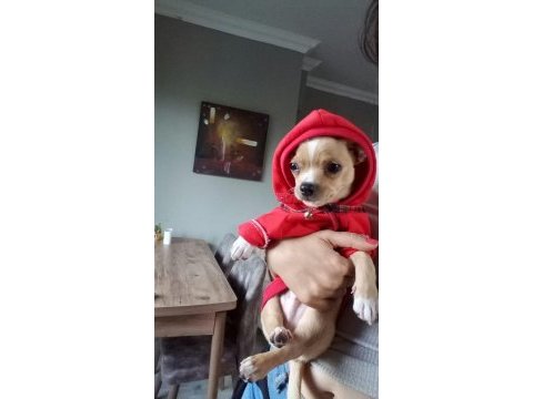 4 yaşında erkek şivava acil sahiplendirmek istiyorum