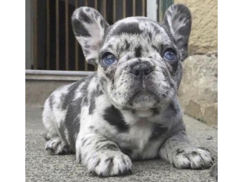 French bulldog eğitimli ve sosyal