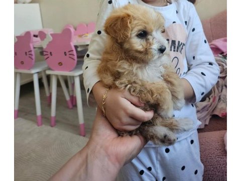2 aylık dişi maltipoo