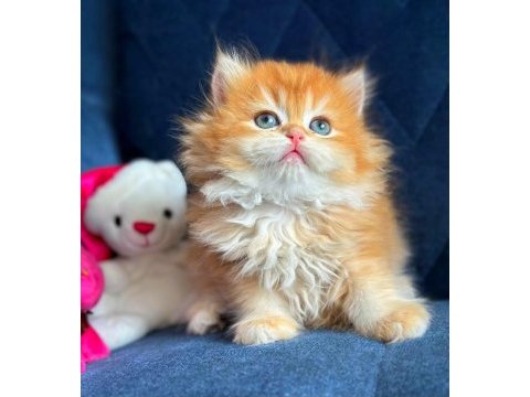 Show kalite british longhair golden yavrular