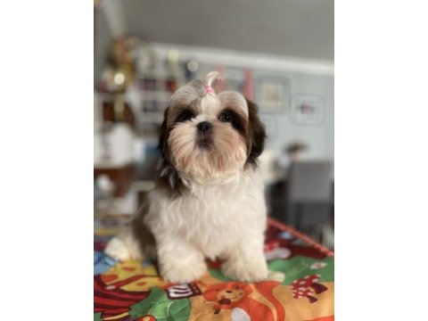 Teacup shih tzu