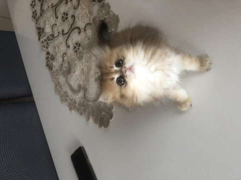 British longhair dişi