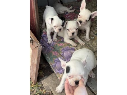 2 aylık aşılı french bulldog yavrular