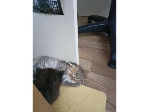 Scottish fold bebekler