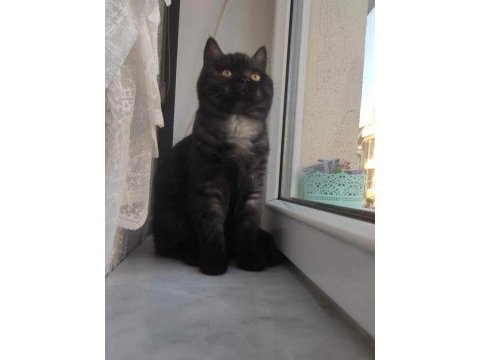 Black british shorthair