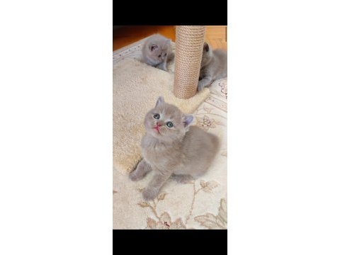 Gri lilac dişi erkek yavru kedilerimiz