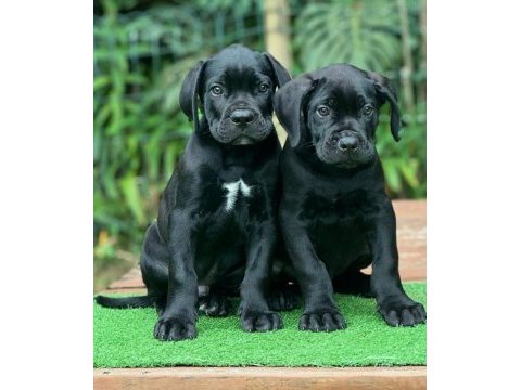 Ruhsatlı köpek çiftliğinden cane corso yavrular