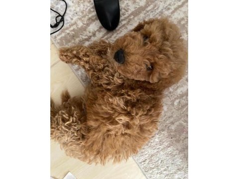 Acil sahiplendirilecek poodle