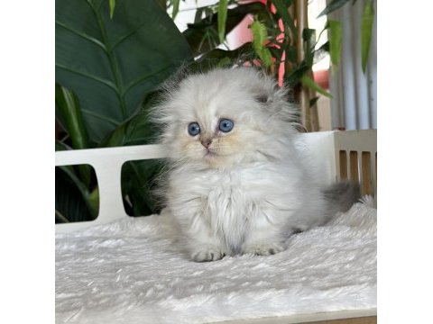 Cüce büyümeyen kısa bacaklı munchkin fold safkan