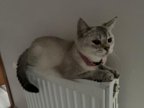 Burmilla cinsi kedimiz aşılı ve bakımlı