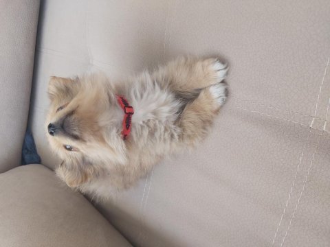 2 aylık erkek tilki surat pomeranian
