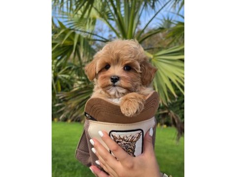 Eğitim merkezinden maltipoo bebeklerimiz