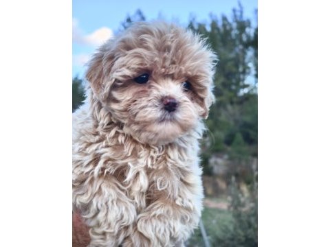 Anne altından maltipoo yavrular