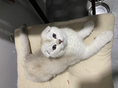 Yavru scottish fold