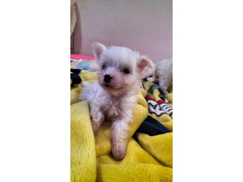 Yeni yavru köpeklerimiz sahiplerini bekliyorlar