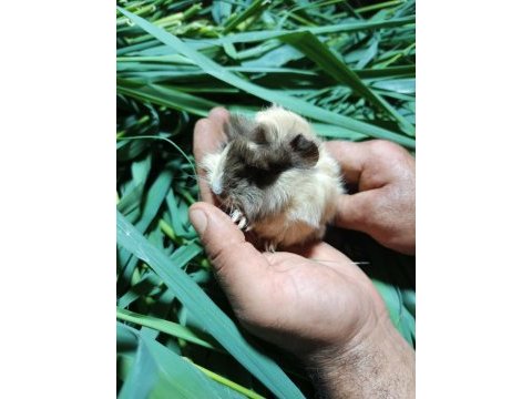 Yetişkin ve yavru guinea pigler mevcuttur
