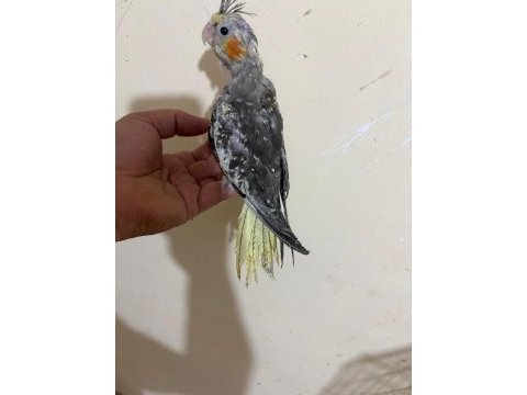 46 günlük full evcil kusursuz sultan papağanı
