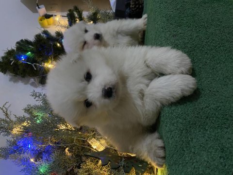 Kar beyaz samoyed yavrular