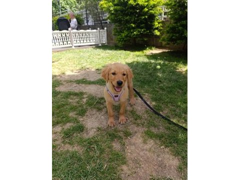 3 aylık golden retriever köpeğimiz