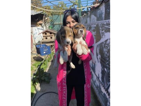 Elizabet beagle yavrularım