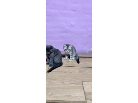Sevimli oyuncu bebekler scottish fold