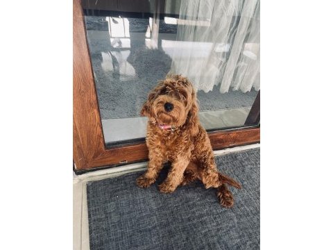 Sevimli toy poodle
