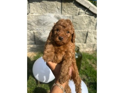 Red brown poodle yavrularım