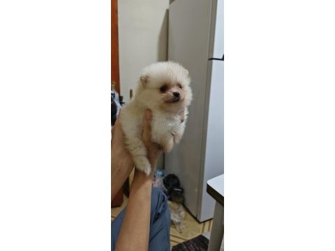 Pomeranian boo yavrularım