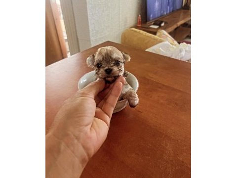 Muhteşem morkie bebeklerimiz
