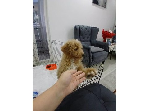 Ankara acil maltipoo 4 aylık