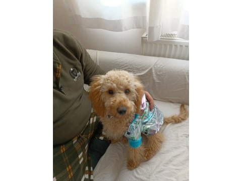 Wc eğitimli 6 aylık toy poodle şans