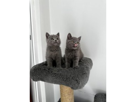 Gri british shorthair cinsi yavrumuza yuva arıyoruz