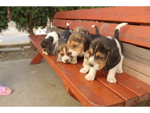 Muhteşem beagle yavrularımız