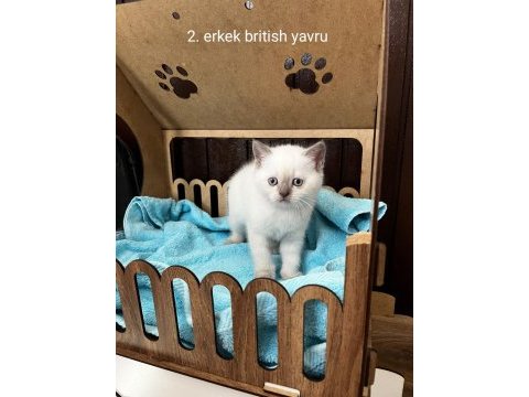 British shorthair yavru kediler