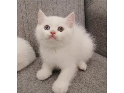 British shorthair bebekler