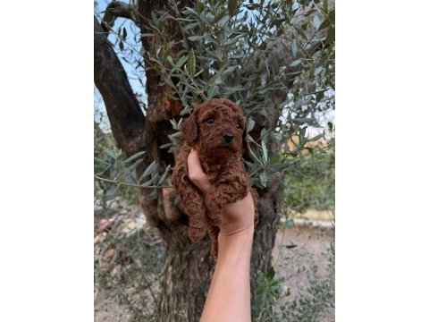 Güvenilir ve referanslı çiftlikten toy poodle bebekler