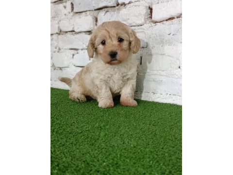 Maltipoo dişi yavrumuz