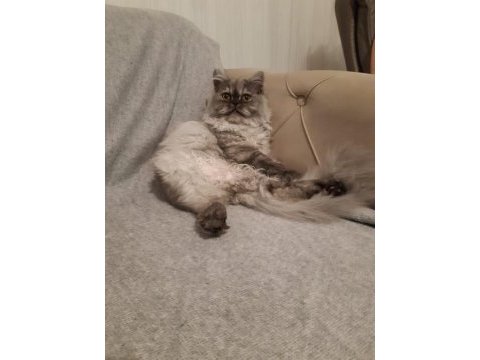 Bandırma british longhair kedimiz