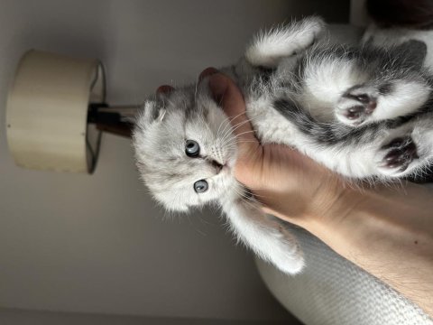 40 günlük safkan scottish fold uysal ve sevecen yavrumuz